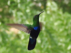 Eulampis holosericeus