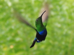 Eulampis holosericeus