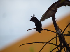 Orthorhyncus cristatus