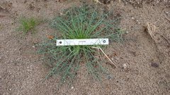 Calycoseris wrightii