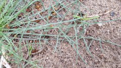 Calycoseris wrightii