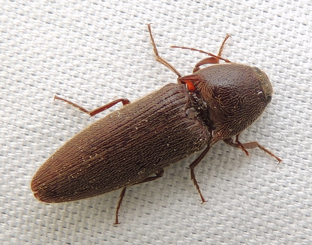 Corn Wireworm (NPS National Capital Region Beetle Species Guide