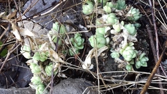 Sedum ebracteatum