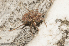 Gelastocoris