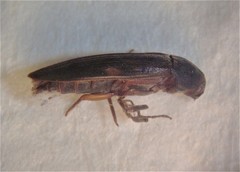 Ctenoplectron