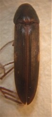 Ctenoplectron