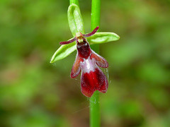Ophrys insectifera