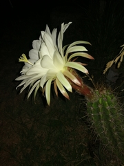 Trichocereus candicans