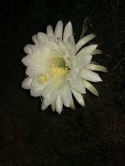 Trichocereus candicans
