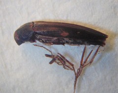 Ctenoplectron