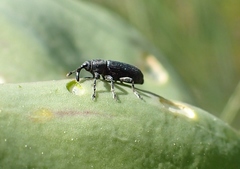 Mecinus janthiniformis