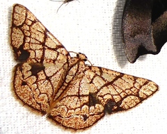 Heterostegane subtessellata