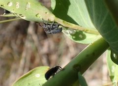 Mecinus janthiniformis