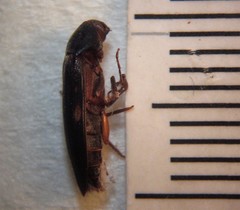 Ctenoplectron