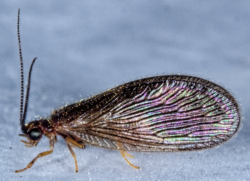 Black Spongillafly, photo 6 of 8