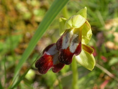Ophrys fusca funerea