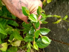 Cotoneaster simonsii