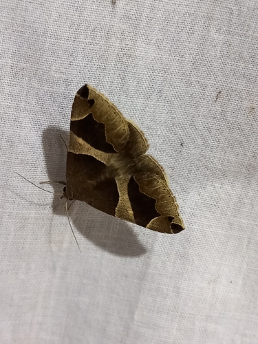 Dysgonia algira