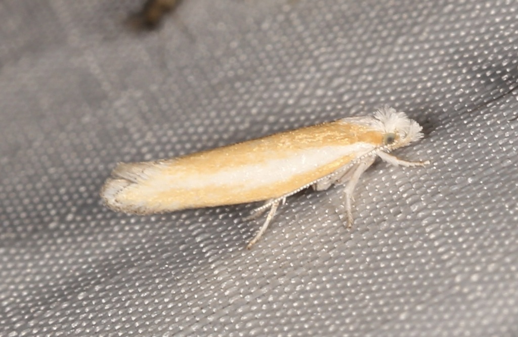 Pine Needle Sheathminer