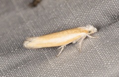 Pine Needle Sheathminer