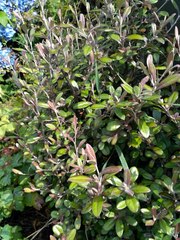 Corokia