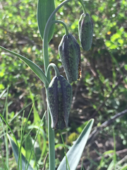 Fritillaria affinis affinis