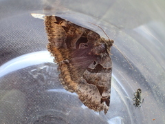 Euclidia ardita