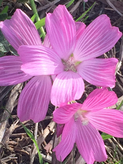 Sidalcea malviflora malviflora