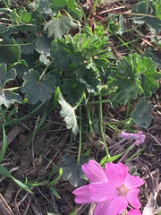 Sidalcea malviflora malviflora