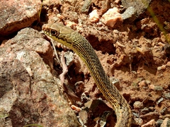 Masticophis taeniatus taeniatus