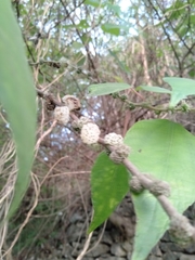 Pipturus arborescens