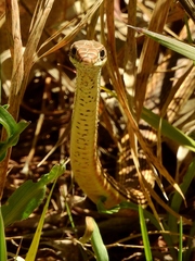 Masticophis taeniatus taeniatus