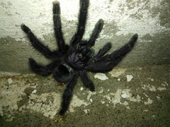Avicularia purpurea