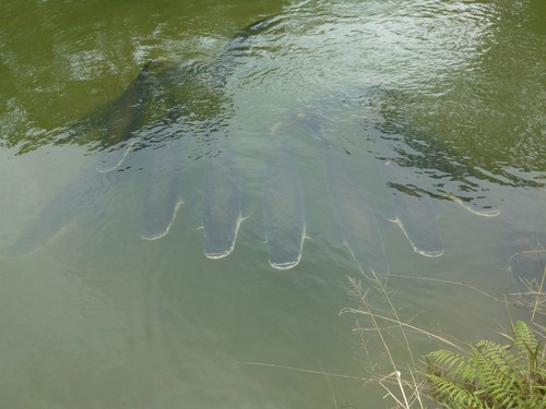 Arapaima gigas