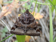 Euclidia ardita