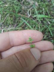 Galium propinquum