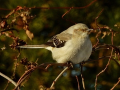 Mimus polyglottos