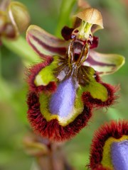 Ophrys speculum