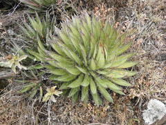 Agave filifera