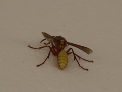 Apoica pallens image