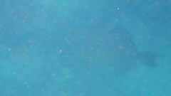 オキハギ