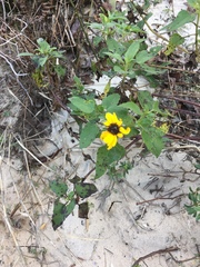 Helianthus debilis
