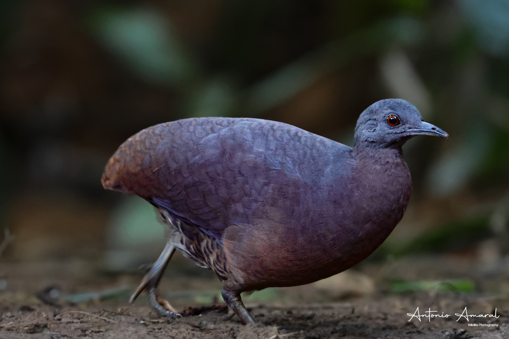 A Brown Tinamou, by Antonia Amaral, CC-BY-NC on iNaturalist