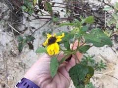 Helianthus debilis