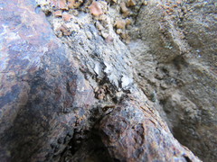 Dermatocarpon americanum