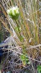 Gentianella impressinervia
