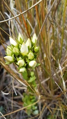 Gentianella impressinervia