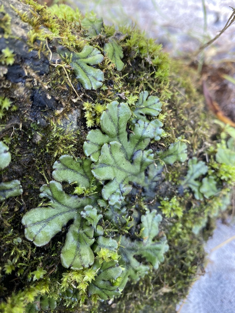 Marchantia polymorpha polymorpha from Credit River, Caledon, ON, CA on