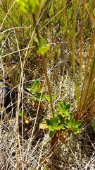 Gentianella impressinervia