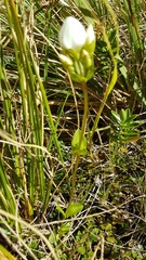 Gentianella impressinervia